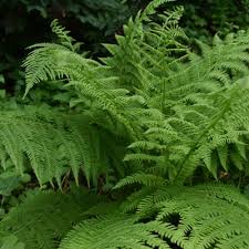 Image result for Ficinia filiformis