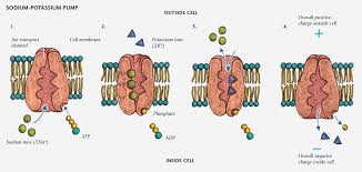 The Sodium Potassium Pumpthe Sodium Potassium Pump Creates The Resting Potential By Pumping More Sodium Ions Na Out O Sodium Potassium Pump Sodium Potassium
