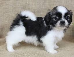 Shih tzu puppies virginia for sale. Shih Tzu Puppies For Sale Centreville Va 264179
