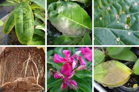The growing conditions indoors—warmth, moisture and light—can provide the perfect environment for houseplant. Common Houseplant Diseases Identification And Treatment Smart Garden Guide