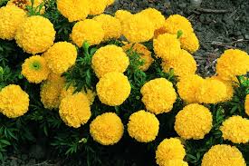 We did not find results for: Tanaman Marigold Bunga Marigold Deskripsi Dengan Foto Foto Tanaman Sifat Dan Kontraindikasi Mentimun Acar Dengan Marigold Untuk Musim Dingin