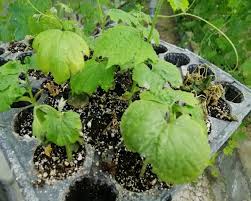 Image result for Momordica humilis