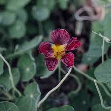 Image result for Nasturtium