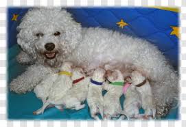 Check spelling or type a new query. Miniature Poodle Toy Maltese Dog Bichon Frise Standard Puppy Transparent Png