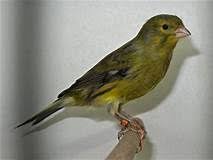 انواع الطيور الكناري التمبرادو Yahoo Image Search Results Pet Birds Canary Birds Beautiful Birds