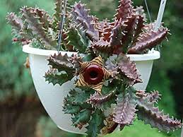 Image result for Huernia zebrina