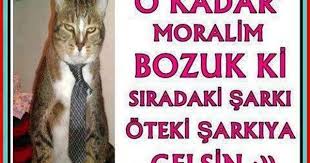 Komik Kedi Videolari Ile Ilgili Tum Videolari Beni Takip Ederek Izleyebilirsiniz Hepsi Ve Daha Fazlasi Facebook Twitter Dunyani Komik Kedi Komik Kediler