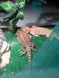 Nap Time D Best Bud Bearded Dragon Nap Time