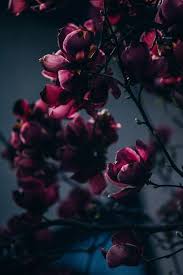 Just A Few Of My Favourite Things New Zealand Born Raised And Living Www Pinterest Com Jen Luff Raindrops And Roses Dark Flowers Flower Aesthetic