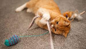 How To Stop Cats From Scratching Furniture Purina