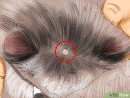 Skin growths are lumps of tissue that are within the skin or can be felt under the skin. 3 Ways To Identify Lumps On Your Cat Wikihow