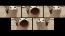But just for additional emotion marks. Popcat Discord Gif Popcat Discord Call Discover Share Gifs