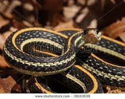 Western Ribbon Snake Endangered Location Handful Of Areas Length 20 30 Snake Stock Photos Westerns