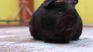 If they didn't have this tuft, they'd just be completely normal american guinea pigs. The Crested Guinea Pig A Brief Guide Online Guinea Pig Care