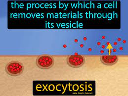 Exocytosis Easy Science Easy Science Body Systems Cell Membrane