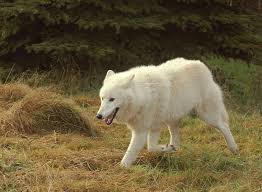 Use them in commercial designs under lifetime, perpetual & worldwide rights. Wolf Distribution Wikipedia