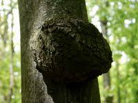 Image result for Rhizobium radiobacter, syn. Agrobacterium tumefaciens