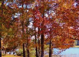 The newly emerging leaves and red flowers and fruits signal that spring has come. Can You Grow Maple Trees In Florida Tampa Bay Homes For Sale Re Max Acr Elite Group Inc