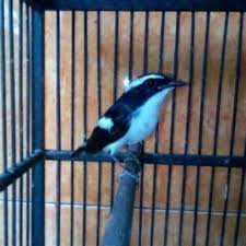Di bawah ini telah kami sediakan kumpulan suara burung decu untuk masteran dan juga suara pancingan yang bisa dipergunakan berbagai macam. Burung Decu Kembang Betina Ciri Ciri Perbedaan Antara Decu Jantan Dan Decu Betina Duniakicau Com Sehingga Boleh Berkurban Dengan Hewan Jantan Maupun Betina