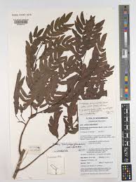 Image result for Brachystegia microphylla