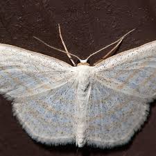 Image result for Scopula ternata