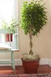 Image result for how do you trim a large outdoor ficus tree
