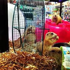 Pet supplies in houston, texas. Jenns Exotic Pets Pet Store