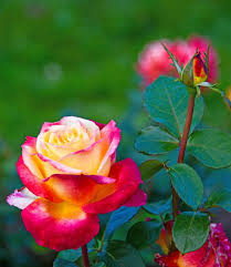 Pin By Koras Tberdia On 111 Roses In 2020 Beautiful Flowers Flowers Beautiful Roses