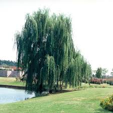 Image result for Salix babylonica