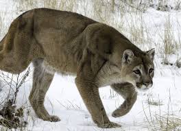 Pin On American Mountain Lion