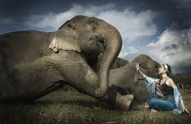 We did not find results for: Wallpaper Women Model Asian Elephant Animals 2400x1570 Wallpapermaniac 1548641 Hd Wallpapers Wallhere