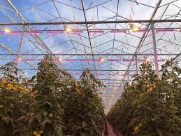 Both hps and led lights have their advantages and drawbacks. Hps Or Led Why Not Both With A Hybrid Lighting System P L Light Systems