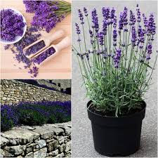 Image result for Lavandula angustifolia Vera