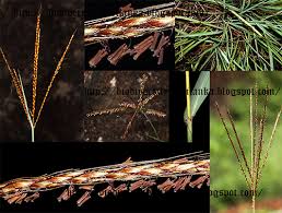 Image result for Microstegium fasciculatum