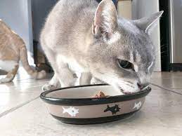 There are lots of potential reasons why your cat refuses to eat so we have listed some simple tips and tricks you can personally try at home to boost your ca. 5 Ways To Entice Your Sick Cat To Eat Cole Marmalade
