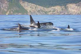 They hunt in groups (pods); Meet The Different Types Of Orcas Whale Dolphin Conservation Usa