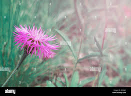 Image result for Buchnera pulcherrima