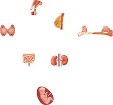 European expert consensus on practical management of specific aspects of  parathyroid disorders in adults and in pregnancy: recom