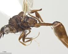 Image result for Loxodera bovonei