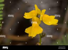 Image result for Genlisea hispidula