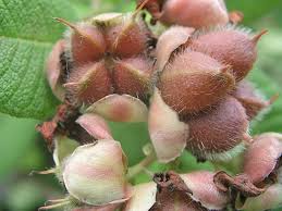 Image result for Tetracera boiviniana