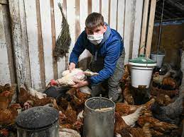 Nic Dilger: Dieser Teenager rettet Hühner vor dem Schlachter | STERN.de
