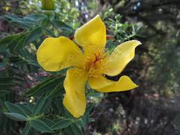Image result for Hypericum revolutum