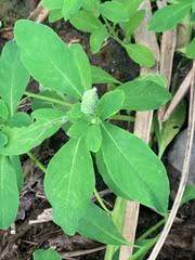 Image result for Sphenocleaceae