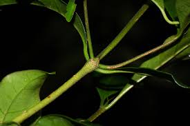 Image result for Coffea mufindiensis