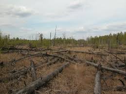 30 years after chernobyl, nature is thriving | national geographic. Forests Around Chernobyl Aren T Decaying Properly Science Smithsonian Magazine