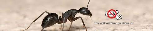 Commercial pest control services are necessary for many reasons. Pest Control North Reading Ma Bay State Pest Control