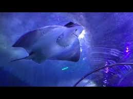 Video Stingray At Pier 39 Aquarium Of The Bay Sf Aquarium Pier 39 Fun Things To Do
