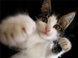 For those cat picture lovers out there, we haven't forgotten you. Funny Cat Gif On Gifer By Fogar