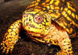 Eastern Box Turtle Terrapene Carolina Carolina Box Turtles